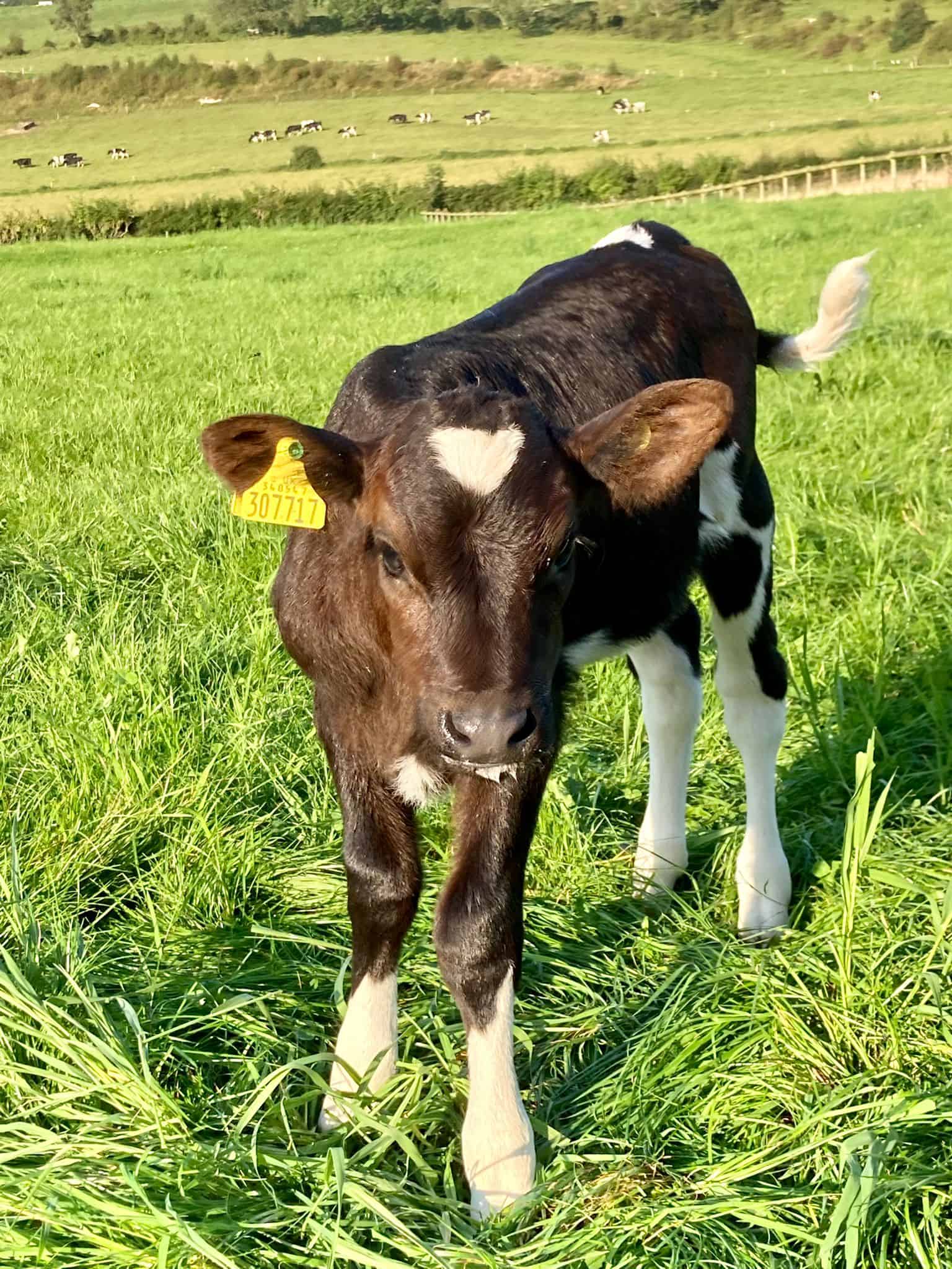 Name The Calf | Youth Cancer Trust